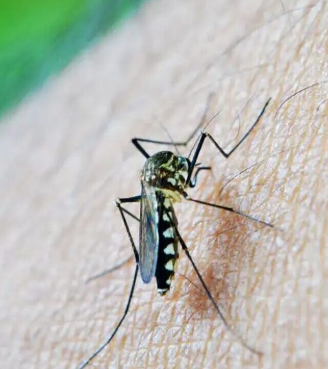 Dengue - Prontosul (3)